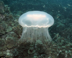 Moon Jellyfish encountered at Playa Kalki, Curacao. by Jon Doud 